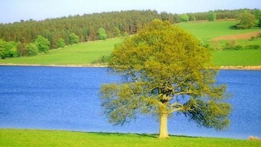 tree tree